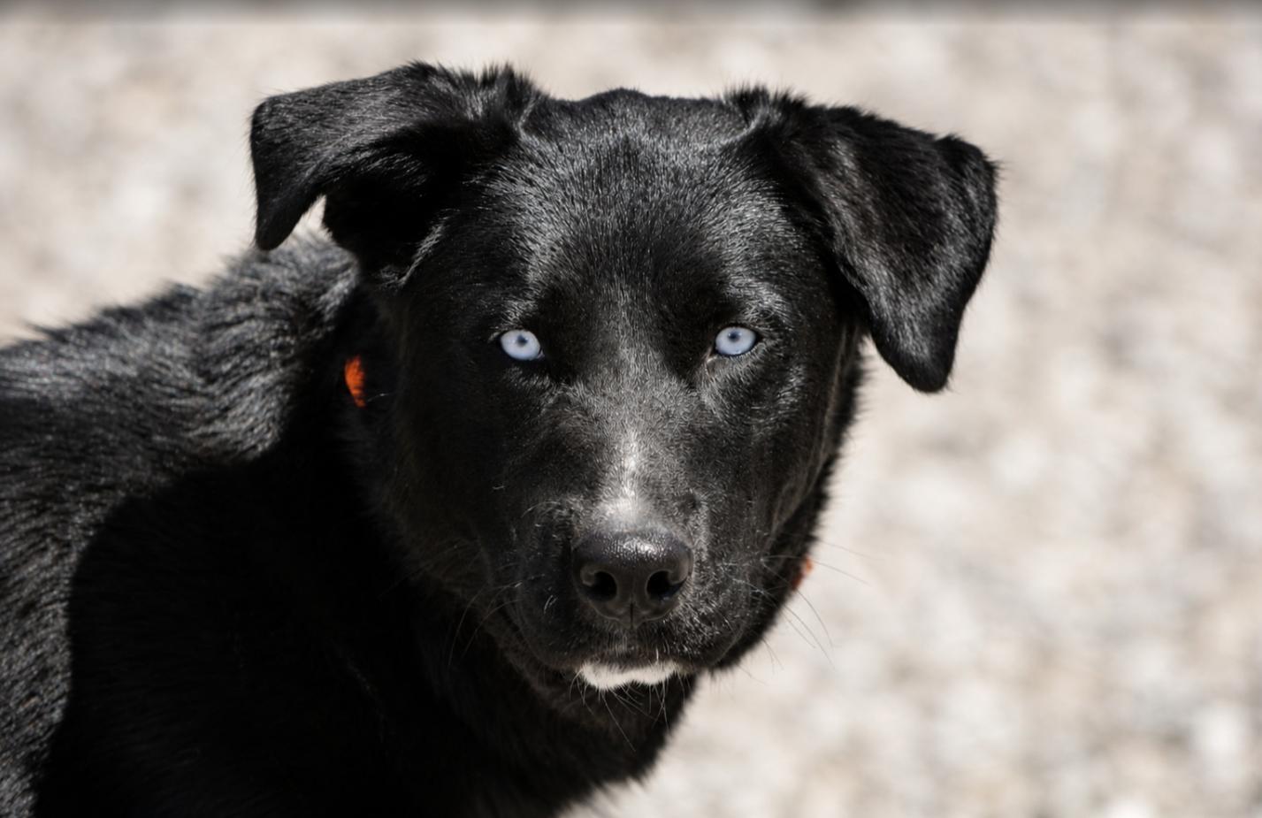 Mickey, ADOPTABLE, Young Male Black Labrador Retriever & Australian Shepherd.
