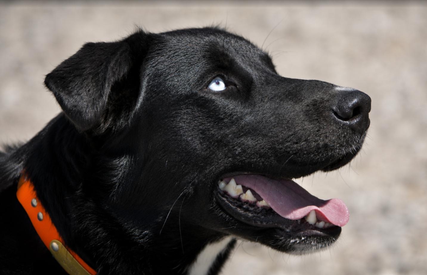 Mickey, a ADOPTABLE mixed breed in Pinedale, WY image 3/6