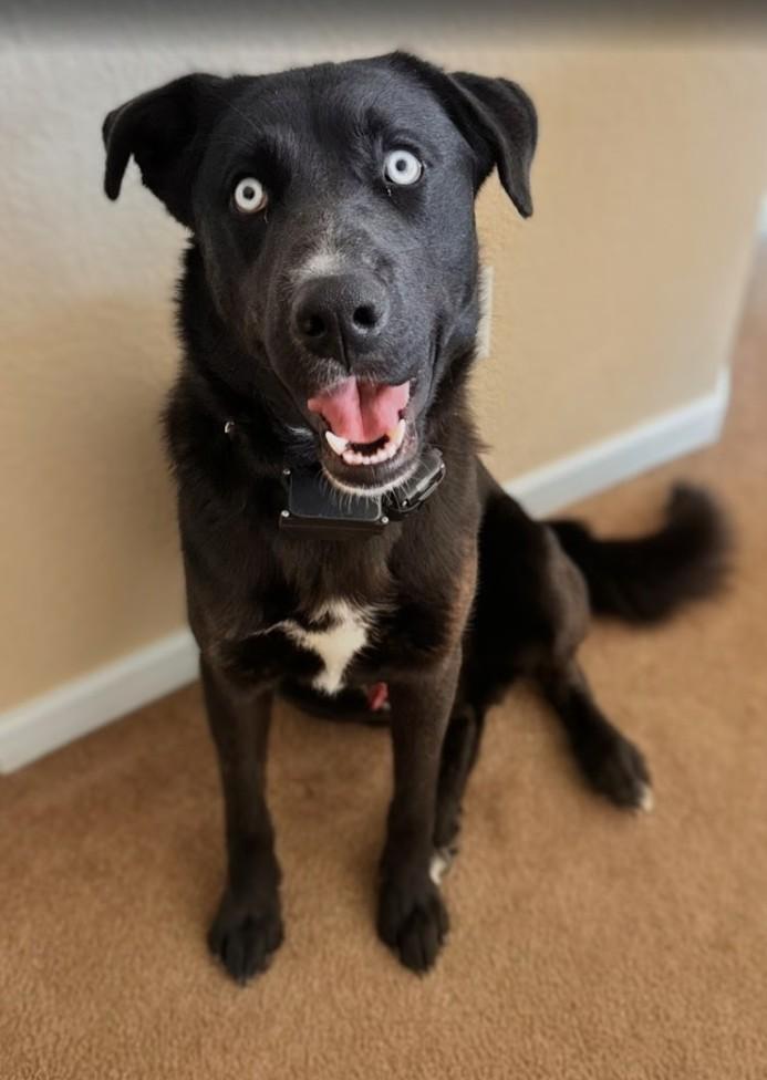 Mickey, a ADOPTABLE mixed breed in Pinedale, WY image 3/3