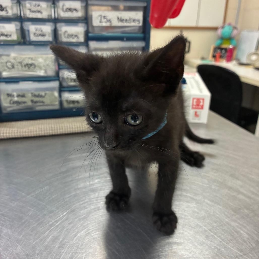 Athos (blue collar) 29826, Adoptable, Kitten Male Domestic Short Hair.
