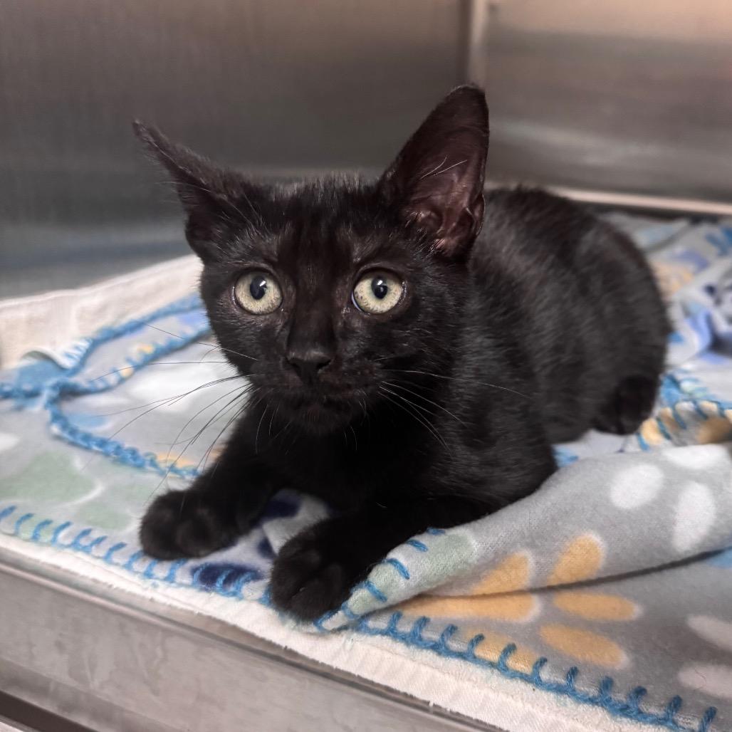 Enlarge Athos (blue collar) 29826, a Adoptable Domestic Short Hair in Middleburg, FL image 2/2