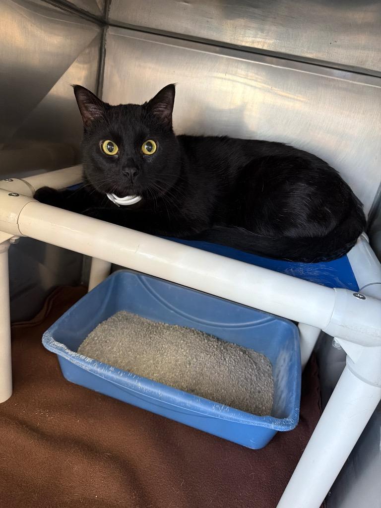 Kirby, Adopted, Adult Male Domestic Short Hair.