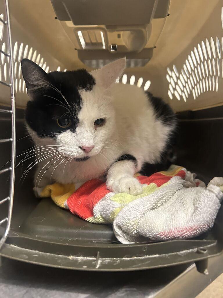 Liam, Adoptable, Adult Male Domestic Short Hair.