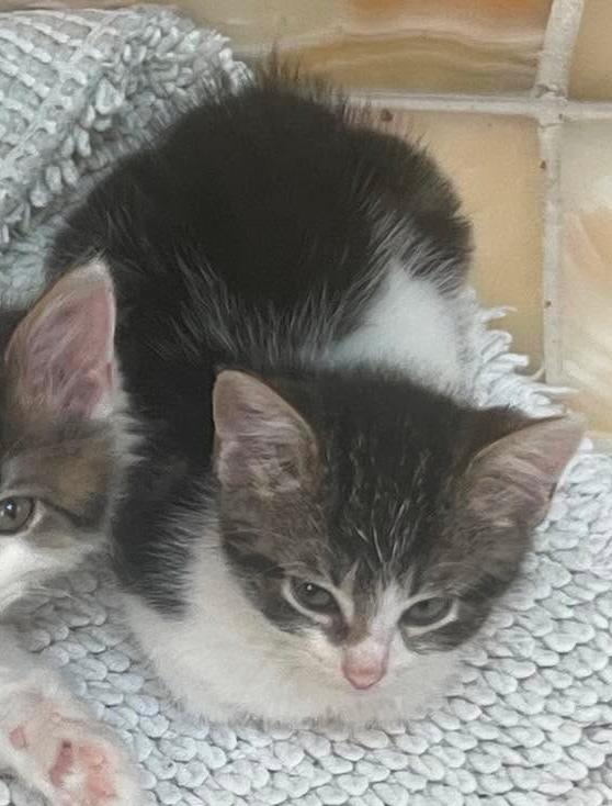 Tulip, Adoptable, Kitten Male Domestic Short Hair & Tabby.
