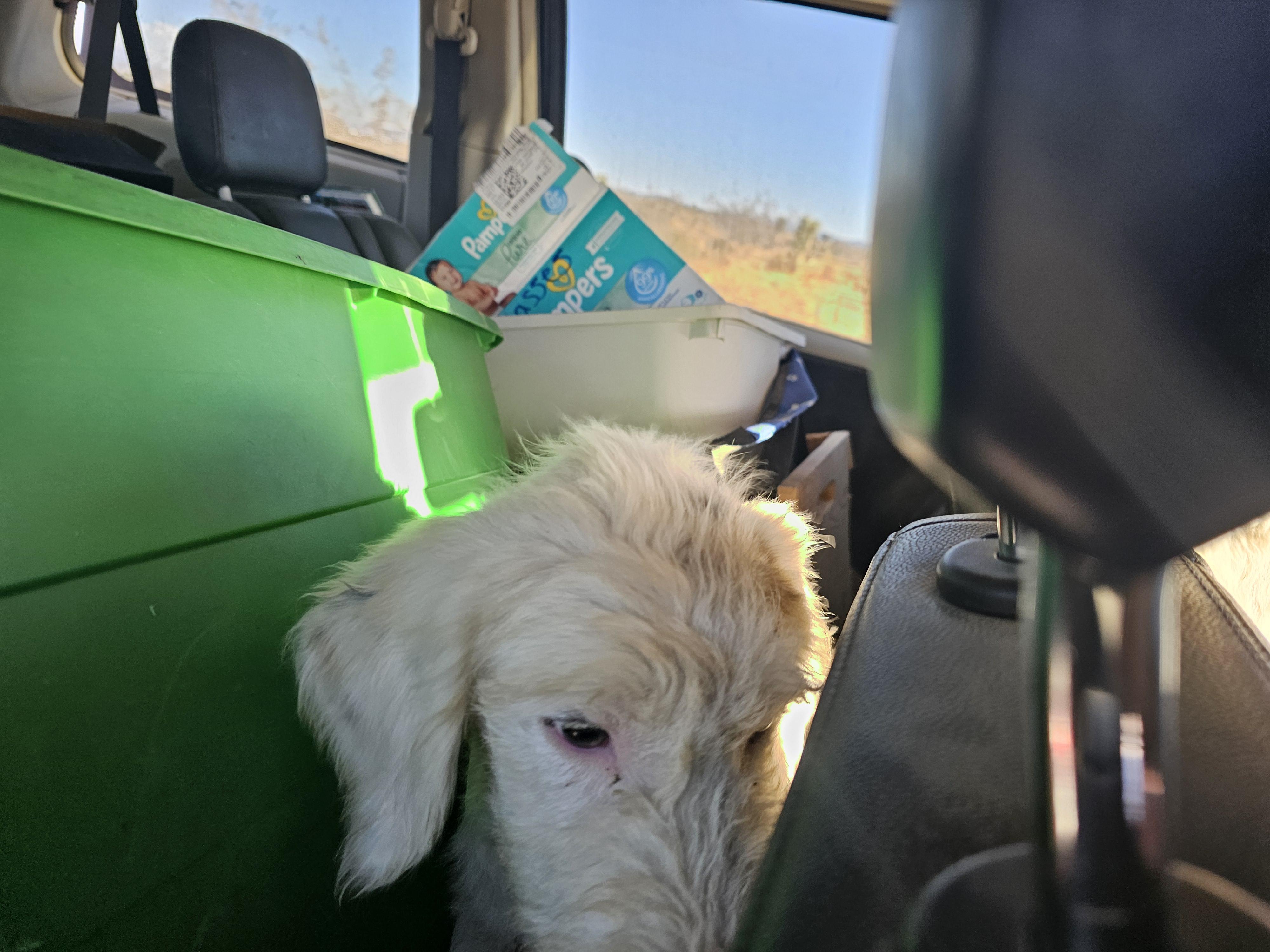 Enlarge Ekko, an adopted mixed breed in Phelan, CA image 1/1