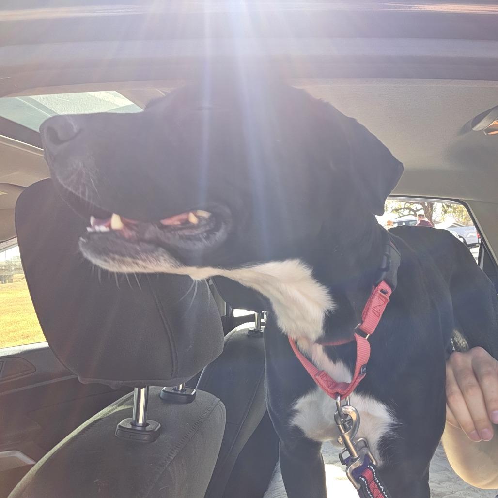 Enlarge Diamond, a Adoptable mixed breed in Abilene, TX image 1/6