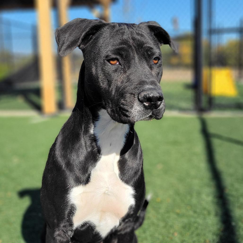 Enlarge Diamond, a Adoptable mixed breed in Abilene, TX image 2/6