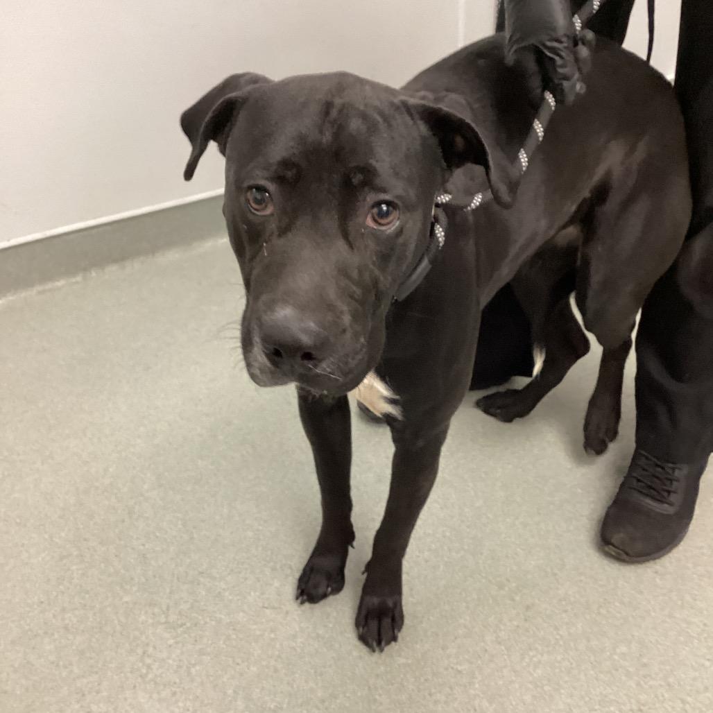 Enlarge Diamond, a Adoptable mixed breed in Abilene, TX image 3/6