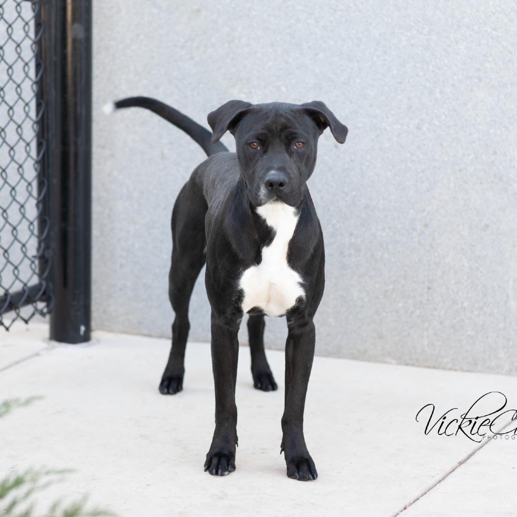 Enlarge Diamond, a Adoptable mixed breed in Abilene, TX image 4/6