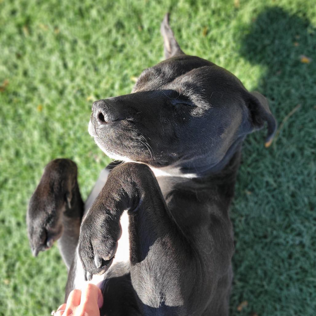 Enlarge Diamond, a Adoptable mixed breed in Abilene, TX image 5/6