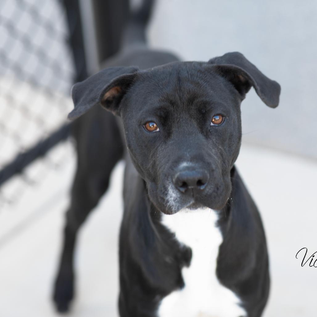 Enlarge Diamond, a Adoptable mixed breed in Abilene, TX image 6/6