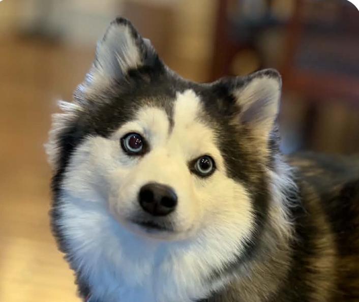 Enlarge Maggie, a ADOPTABLE Klee Kai in San Ramon, CA image 1/1