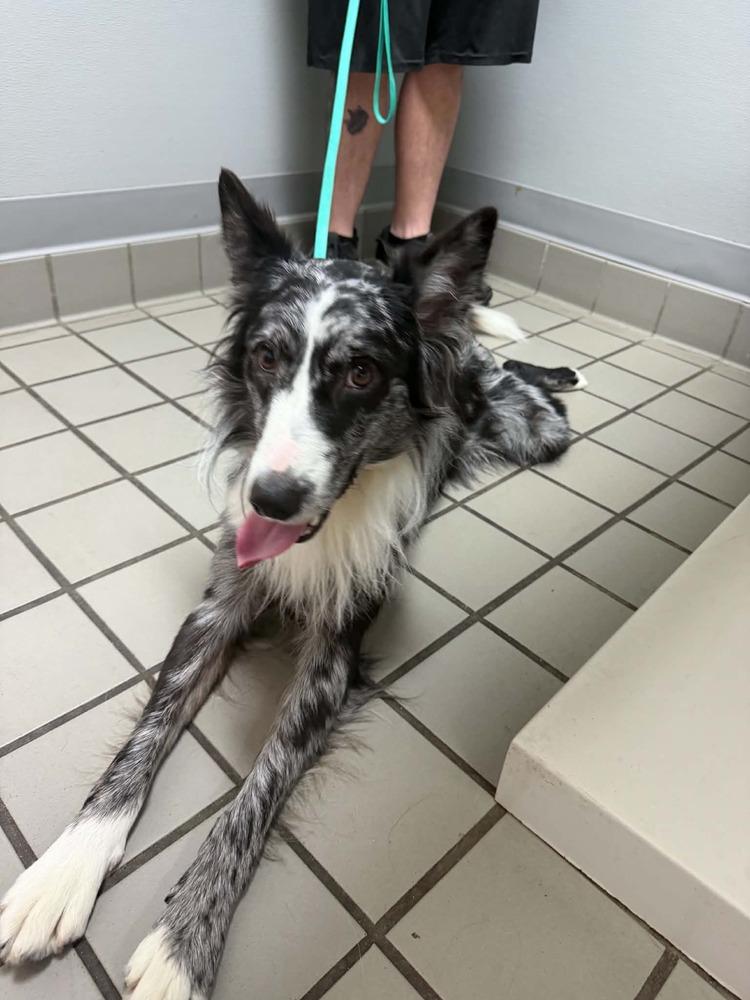 Kuzco, Adoptable, Adult Male Border Collie.