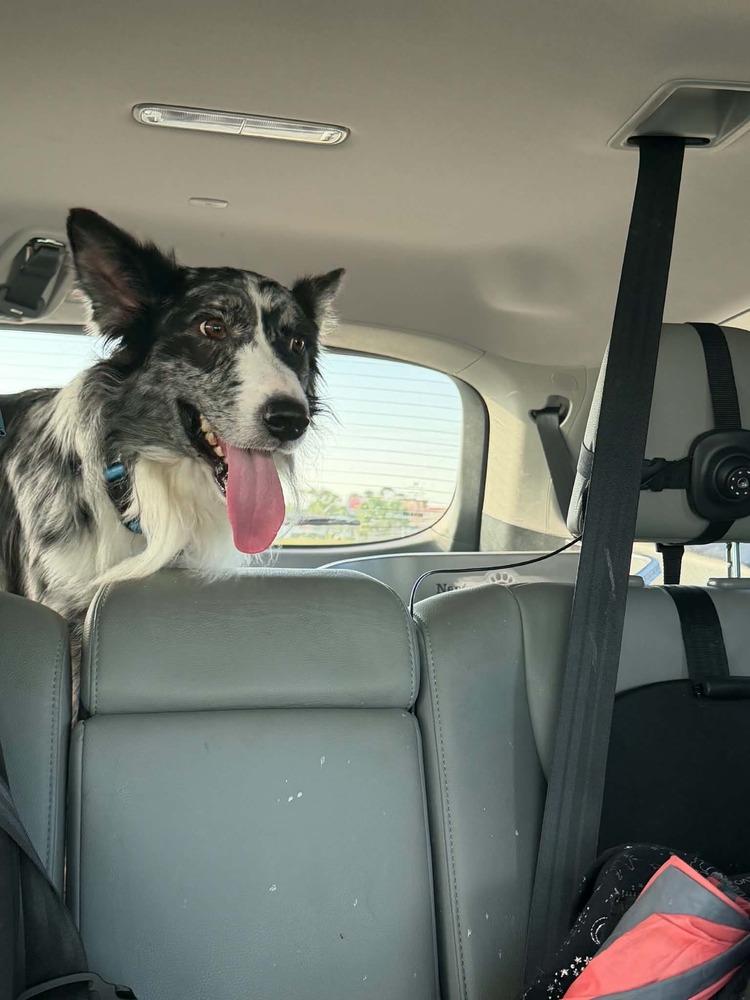 Kuzco, a Adoptable Border Collie in Deltona, FL image 2/3
