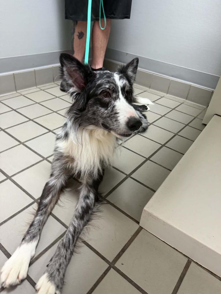 Kuzco, a Adoptable Border Collie in Deltona, FL image 3/3