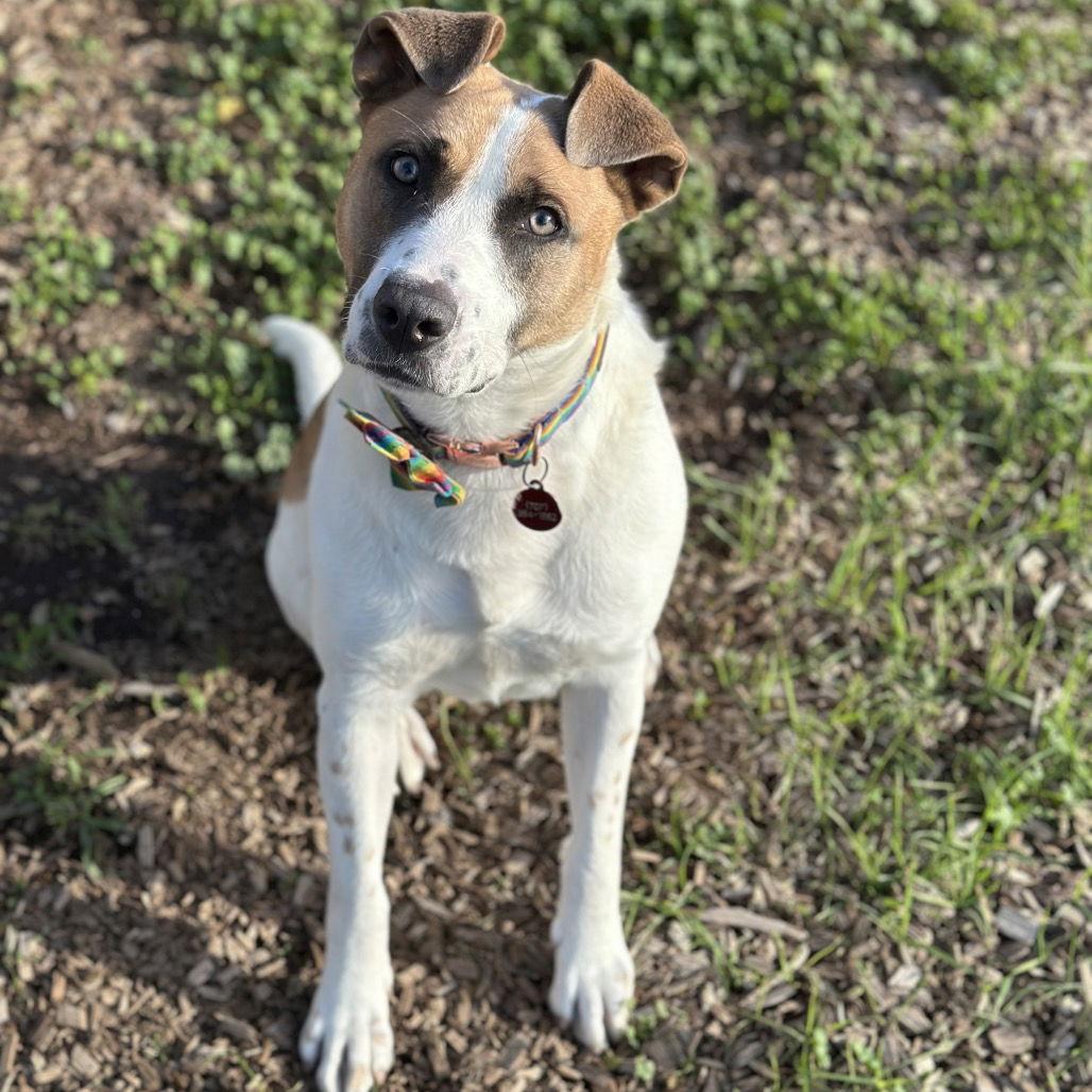 Enlarge Luna, a Adoptable Pit Bull Terrier in Rohnert Park, CA image 1/2
