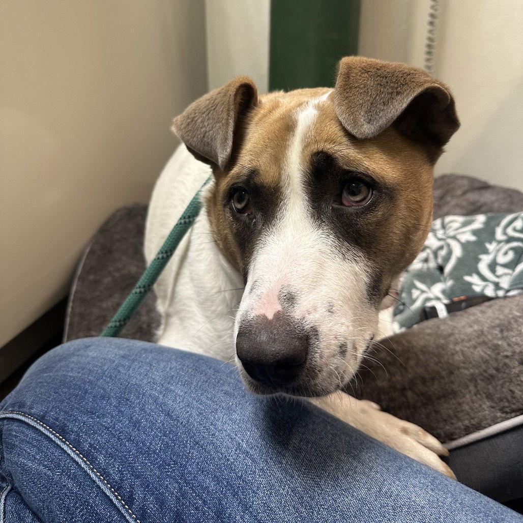 Enlarge Luna, a Adoptable Pit Bull Terrier in Rohnert Park, CA image 2/2