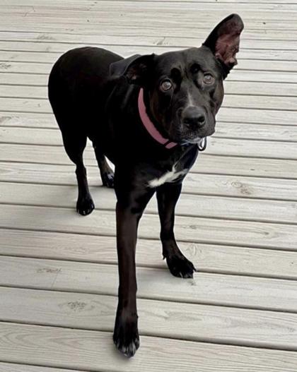 Lila