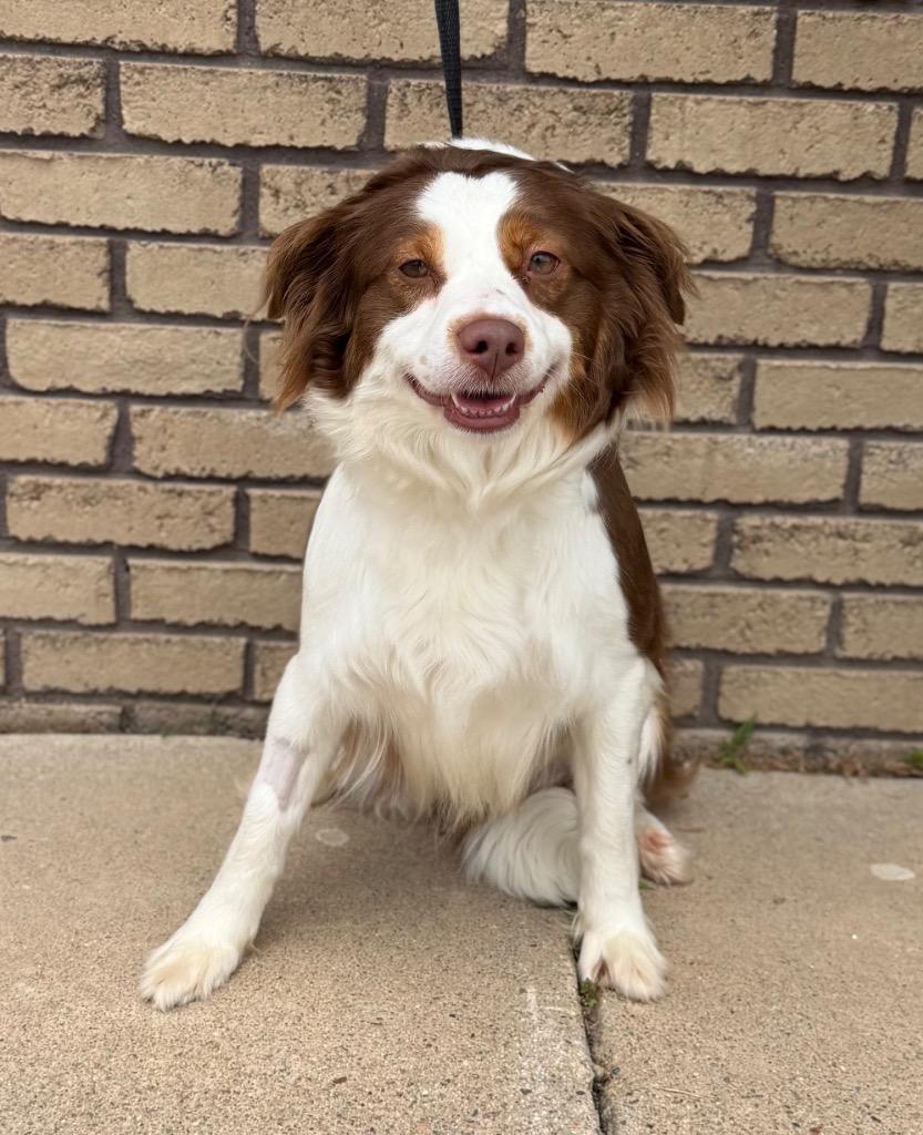 Enlarge Violet, a ADOPTABLE mixed breed in Columbus, NE image 1/1