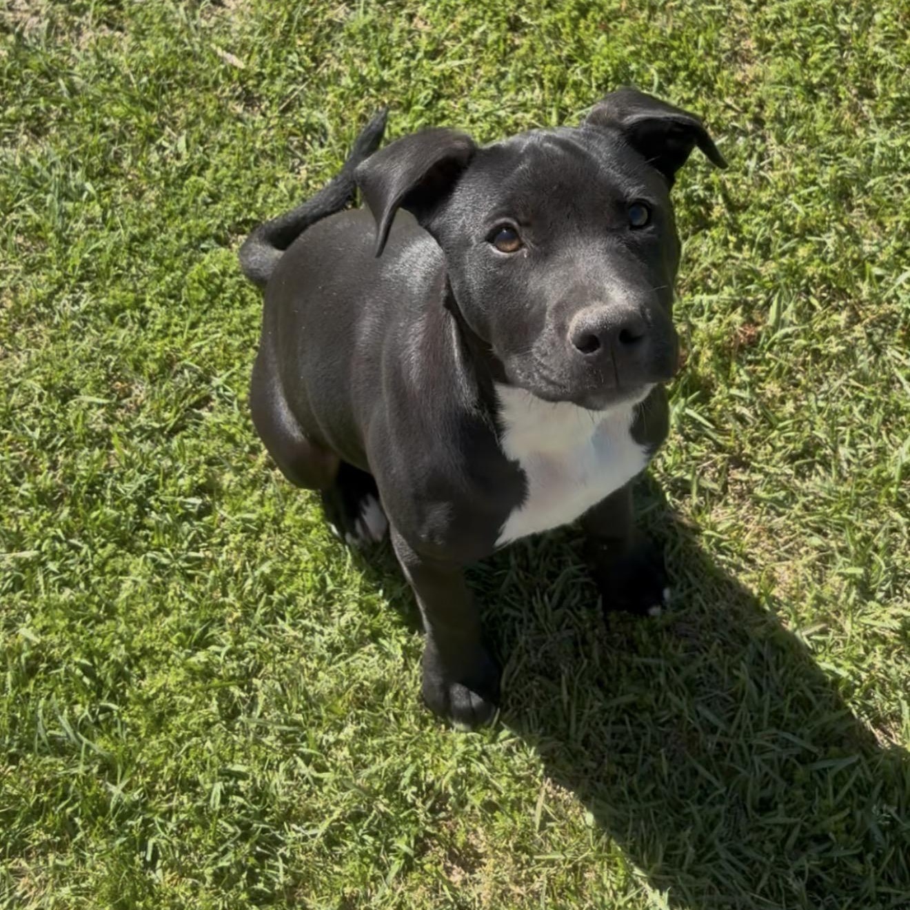 Enlarge Nita, a Adoptable mixed breed in Westfield, IN image 1/1