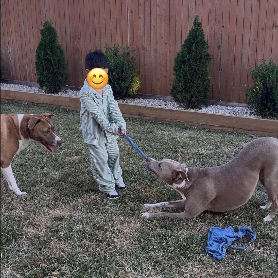 Milo URGENT foster or adopter needed, an adopted mixed breed in Portland, OR image 5/6