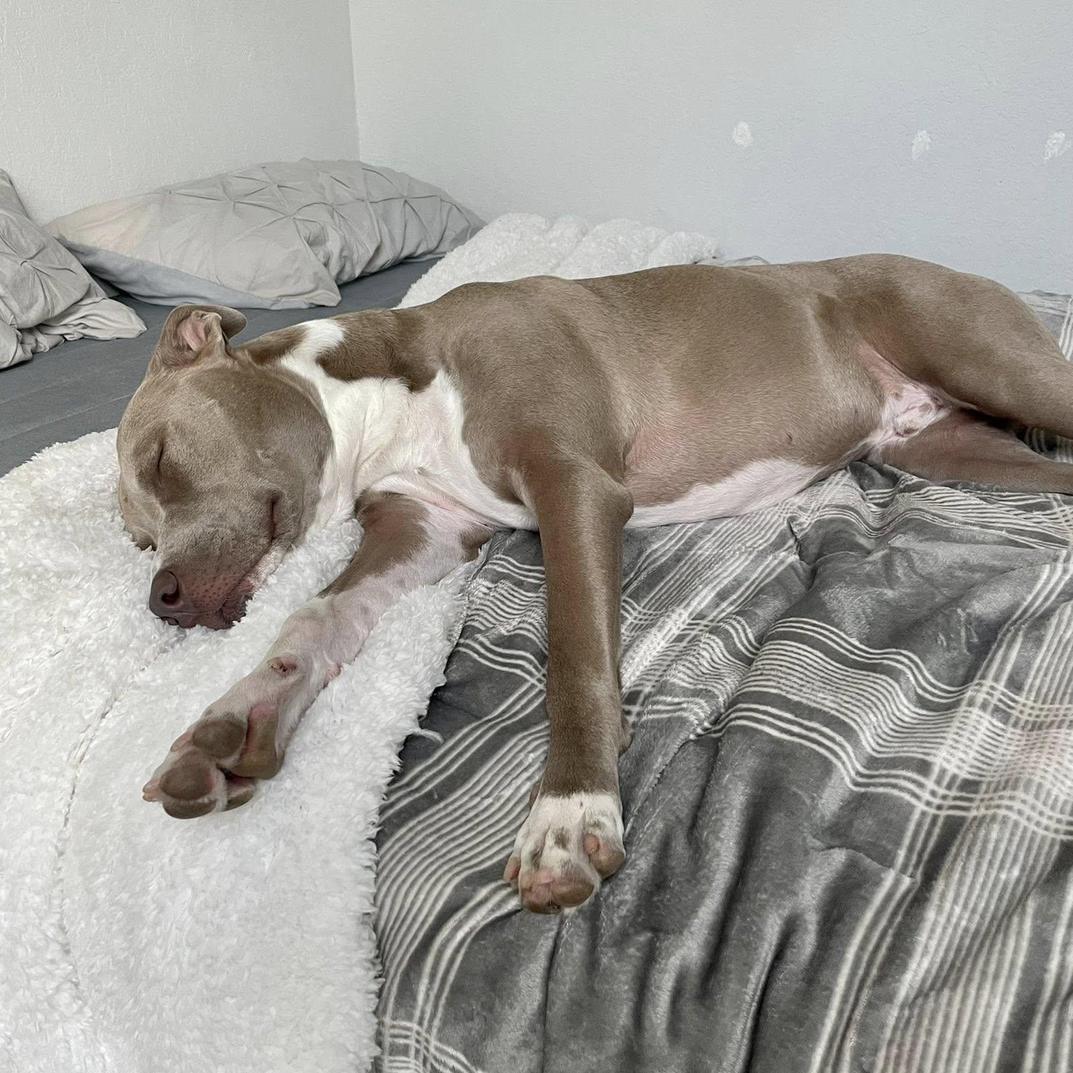 Milo URGENT foster or adopter needed, an adopted mixed breed in Portland, OR image 6/6