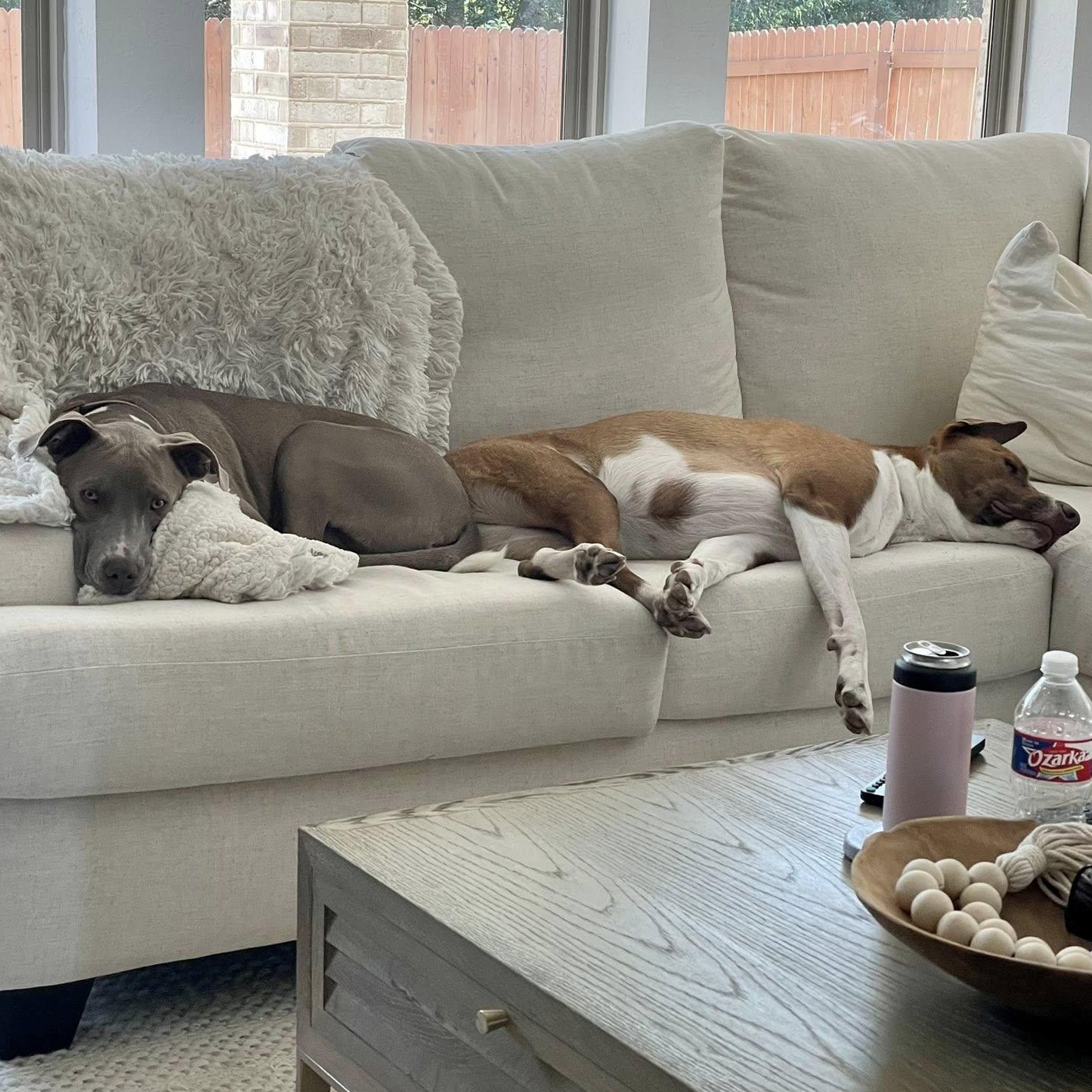 Milo URGENT foster or adopter needed, an adopted mixed breed in Portland, OR image 3/6