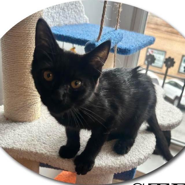 Enlarge Stefan, a Adoptable Domestic Short Hair in Monroe, NC image 1/1