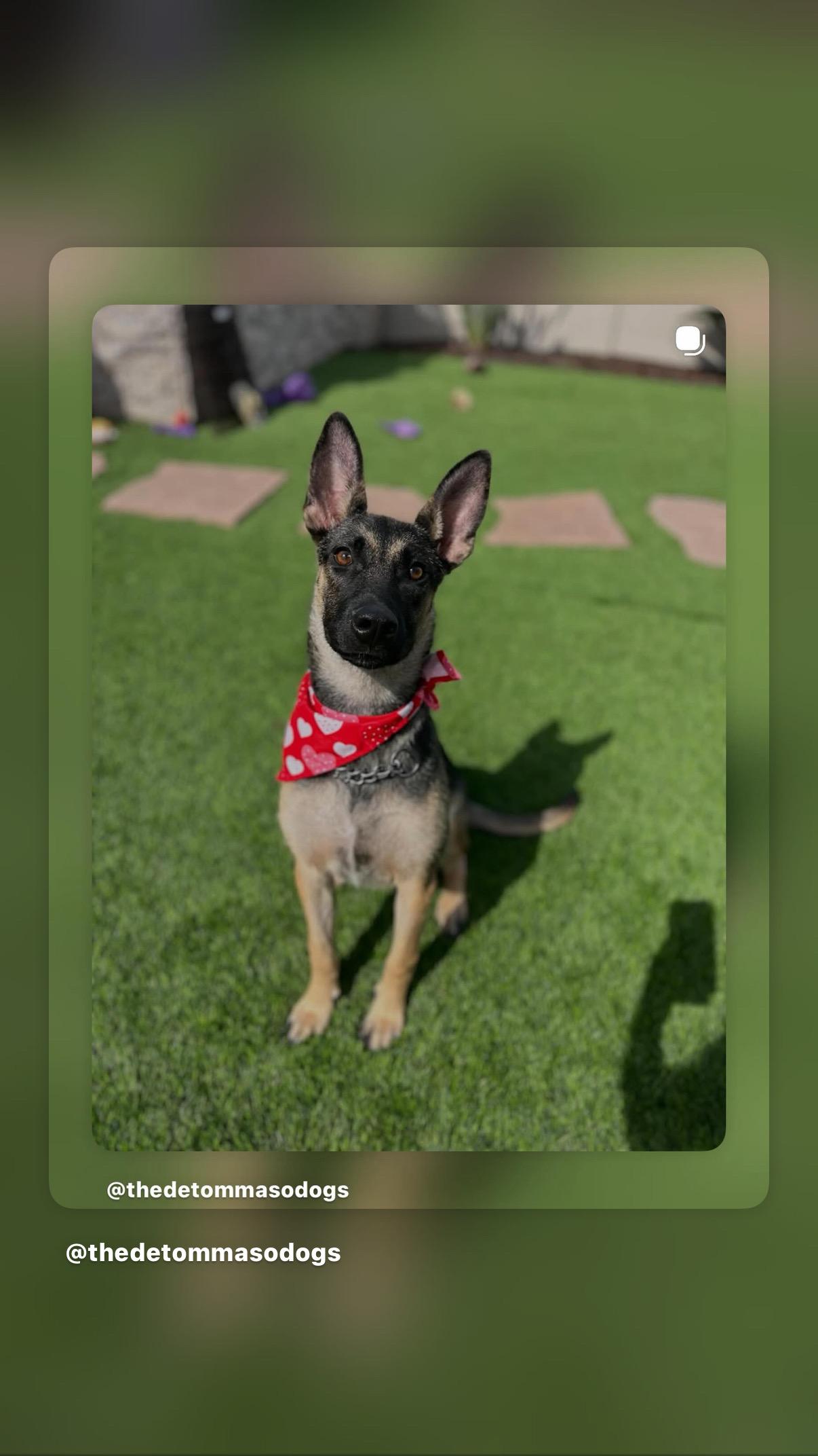 Xena, a ADOPTABLE mixed breed in Poway, CA image 3/5