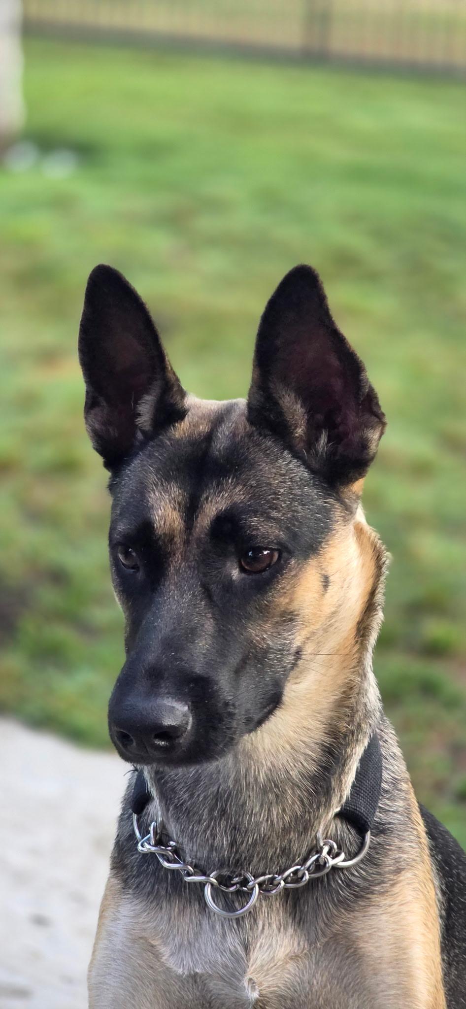 Xena, a ADOPTABLE mixed breed in Poway, CA image 5/5