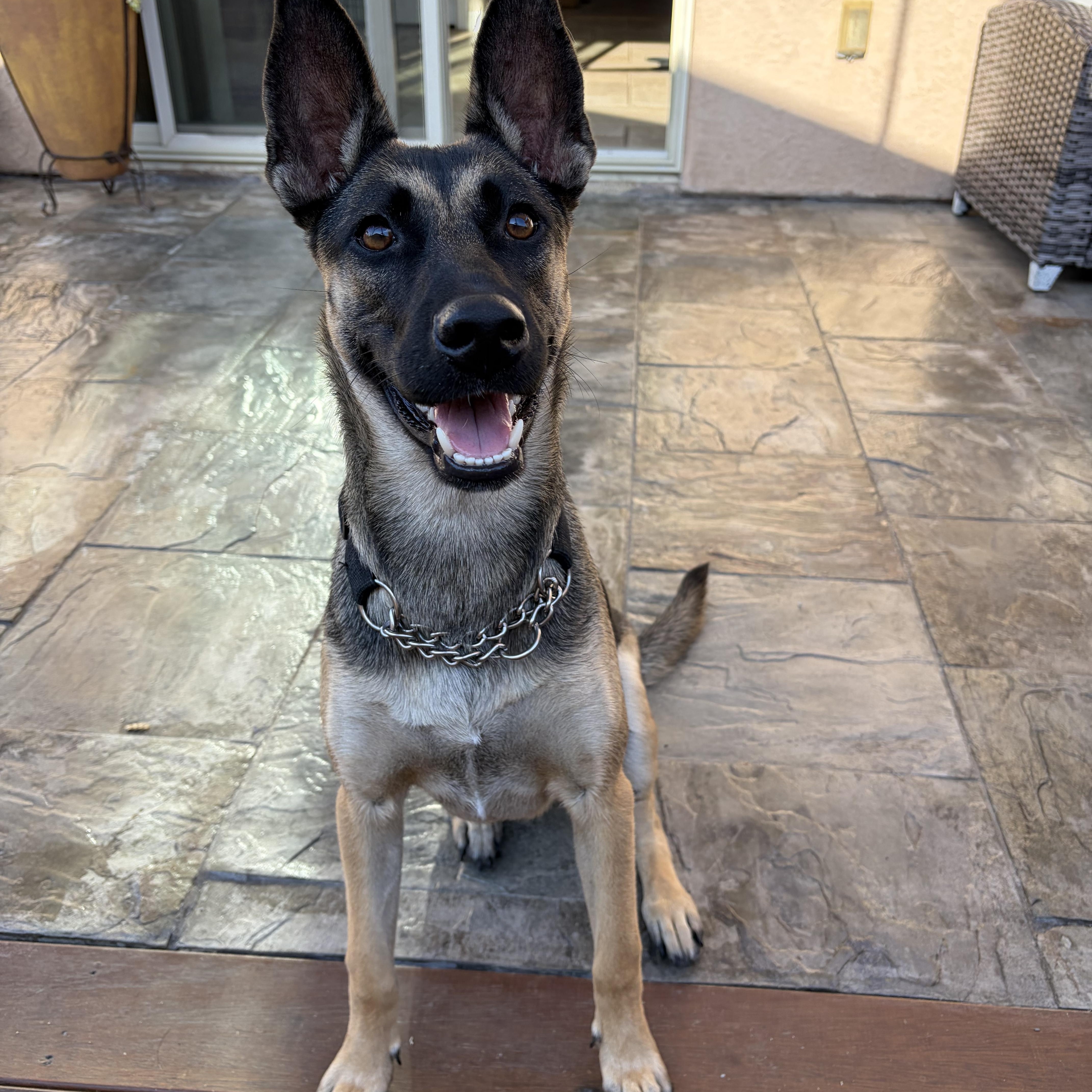 Xena, a ADOPTABLE mixed breed in Poway, CA image 1/5