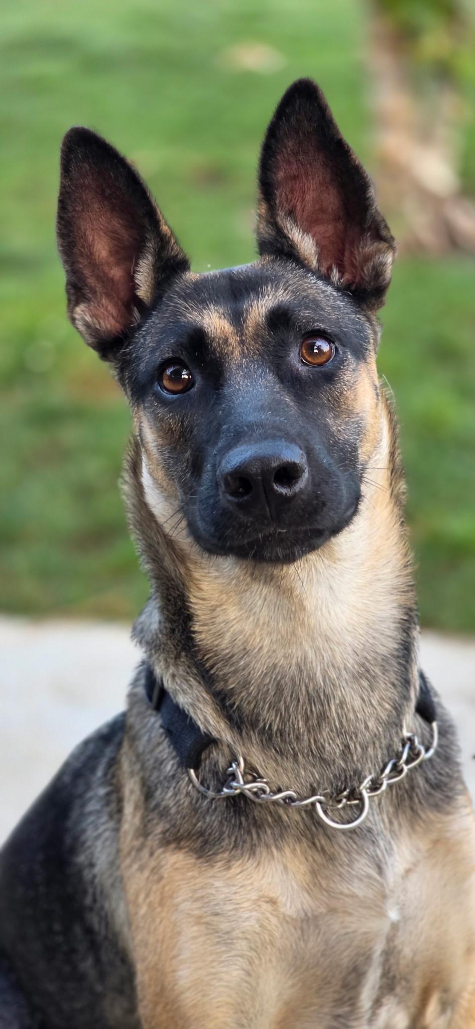 Xena, a ADOPTABLE mixed breed in Poway, CA image 2/5