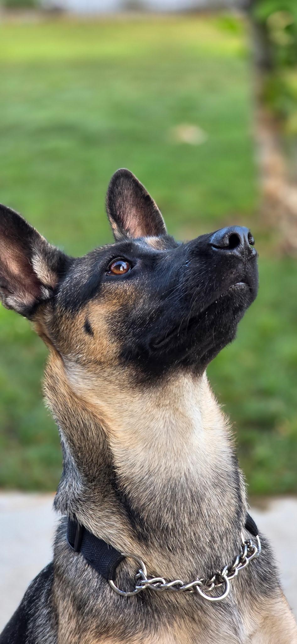 Xena, a ADOPTABLE mixed breed in Poway, CA image 4/5