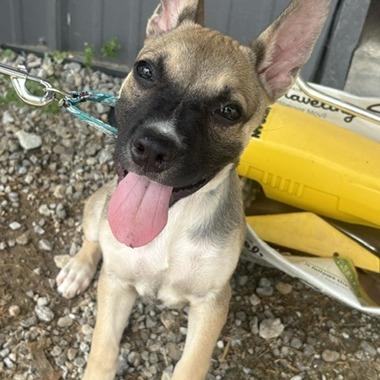 Enlarge Oakley, a Adoptable mixed breed in Mooresville, IN image 1/3