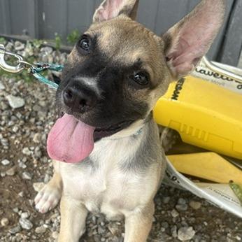 Enlarge Oakley, a Adoptable mixed breed in Mooresville, IN image 2/3