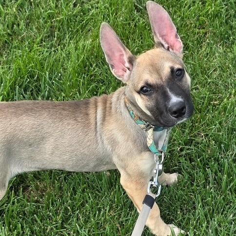 Enlarge Oakley, a Adoptable mixed breed in Mooresville, IN image 3/3