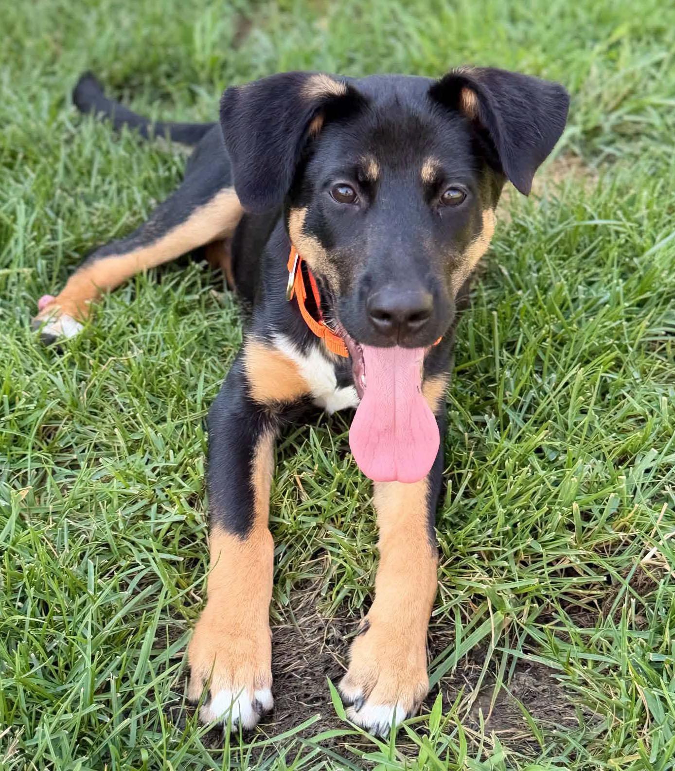 Enlarge Owen, a Adopted mixed breed in Kansas City, KS image 2/2