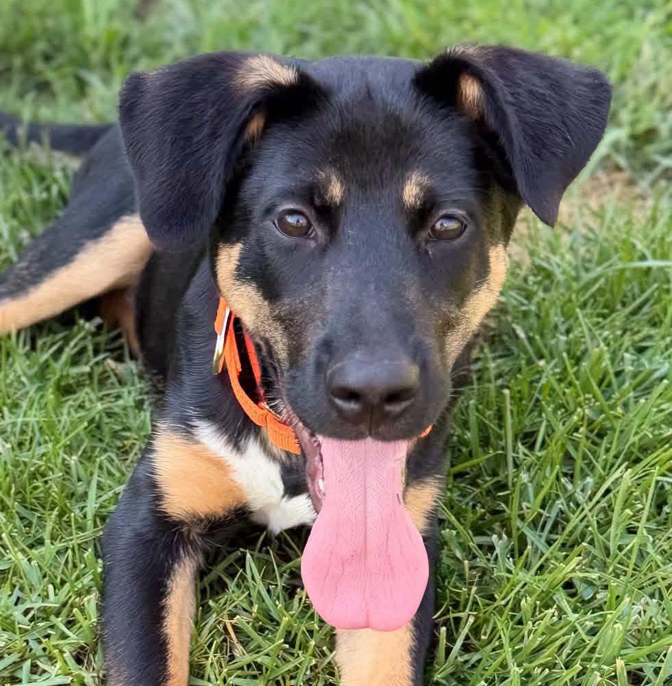 Enlarge Owen, a Adopted mixed breed in Kansas City, KS image 1/2