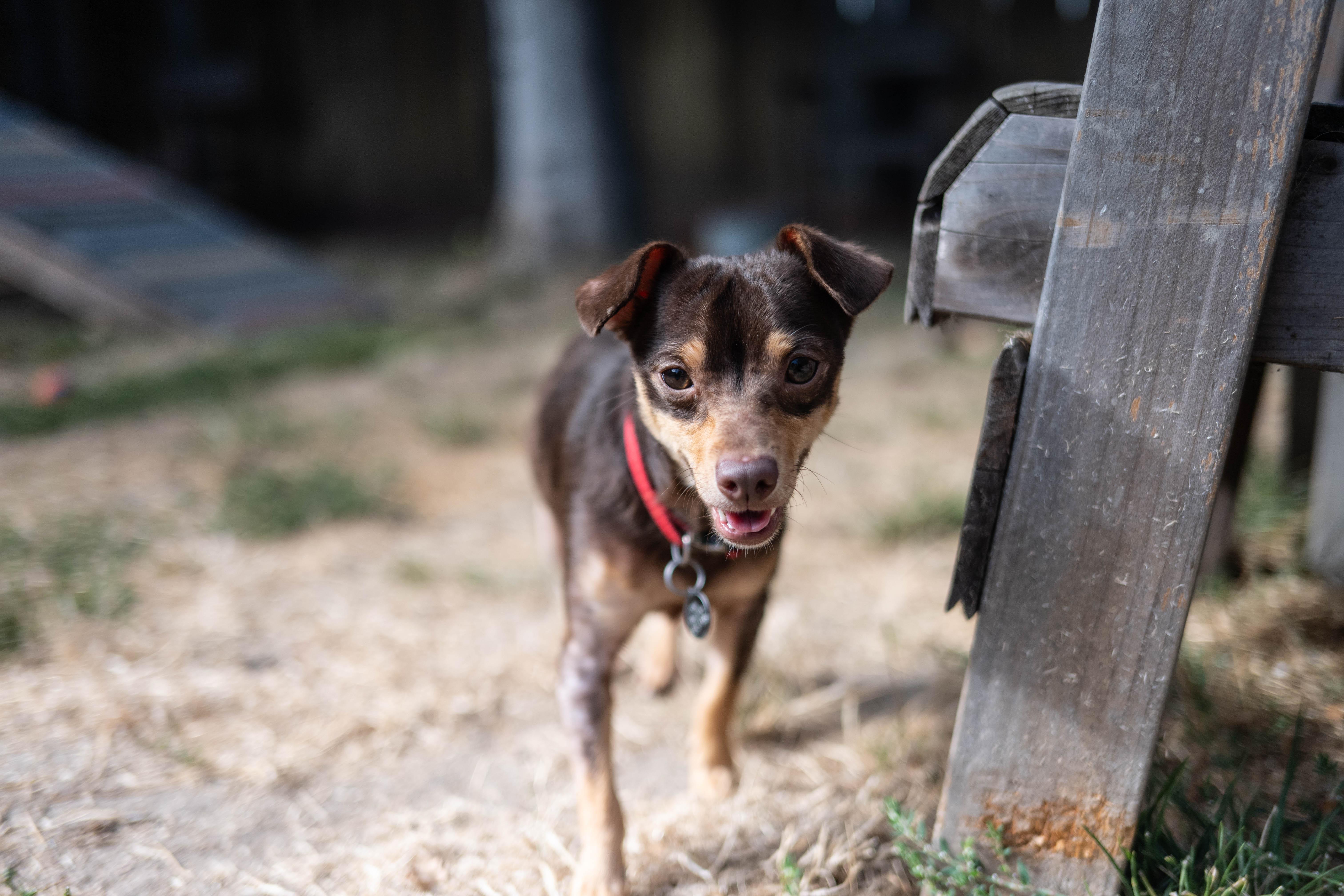 Enlarge Pinto, a Adoptable mixed breed in Santa Rosa, CA image 2/4