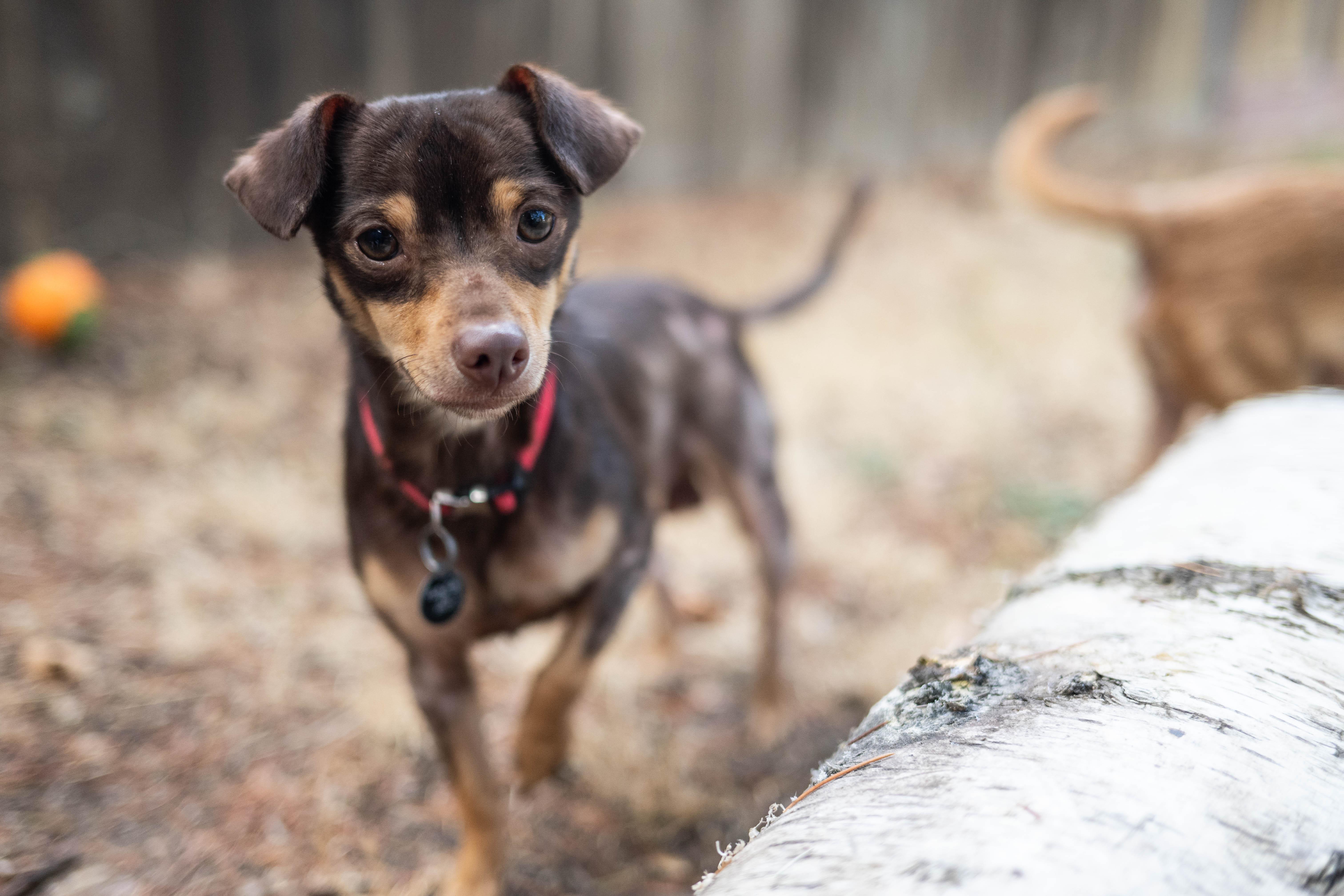 Enlarge Pinto, a Adoptable mixed breed in Santa Rosa, CA image 1/4