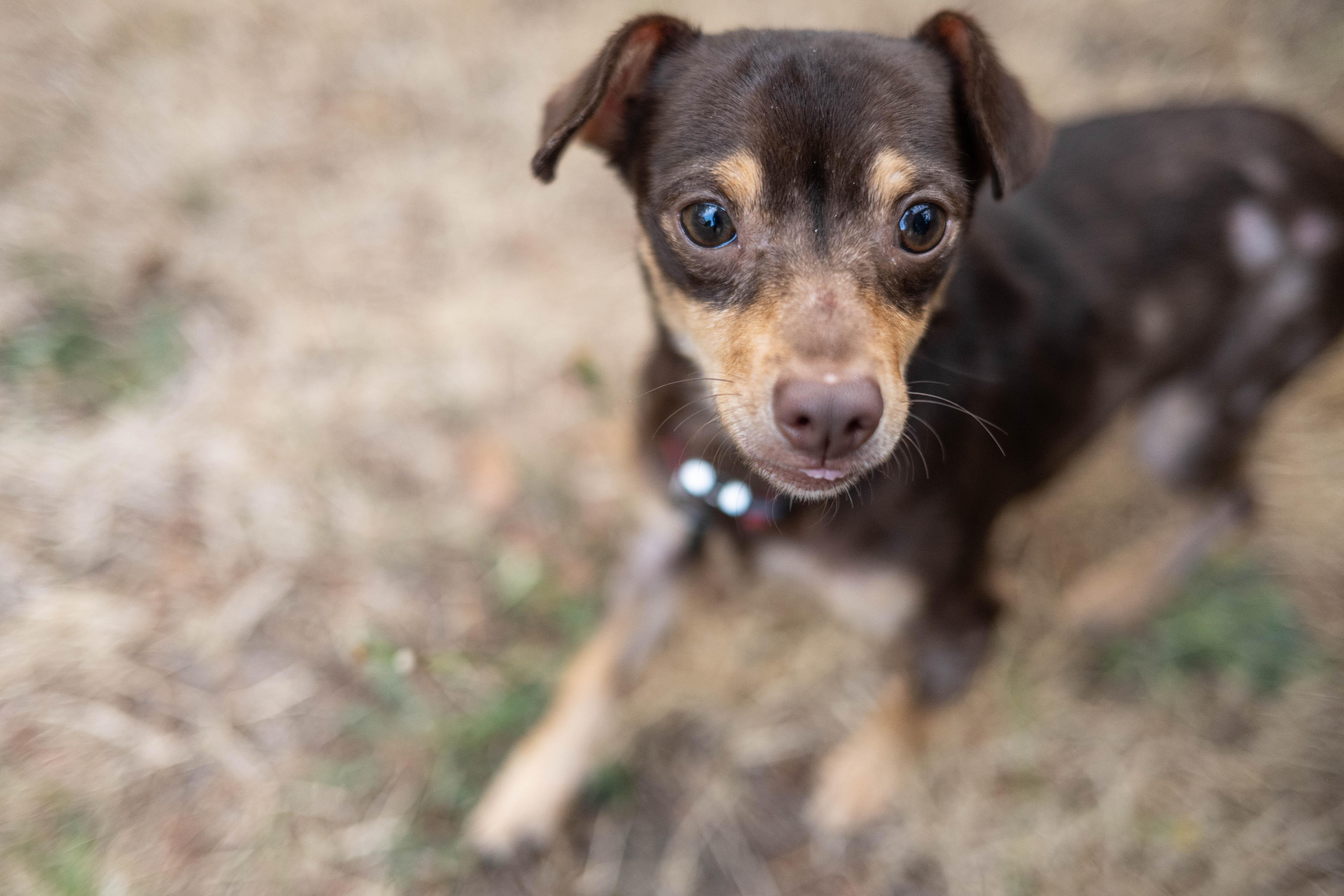 Enlarge Pinto, a Adoptable mixed breed in Santa Rosa, CA image 3/4