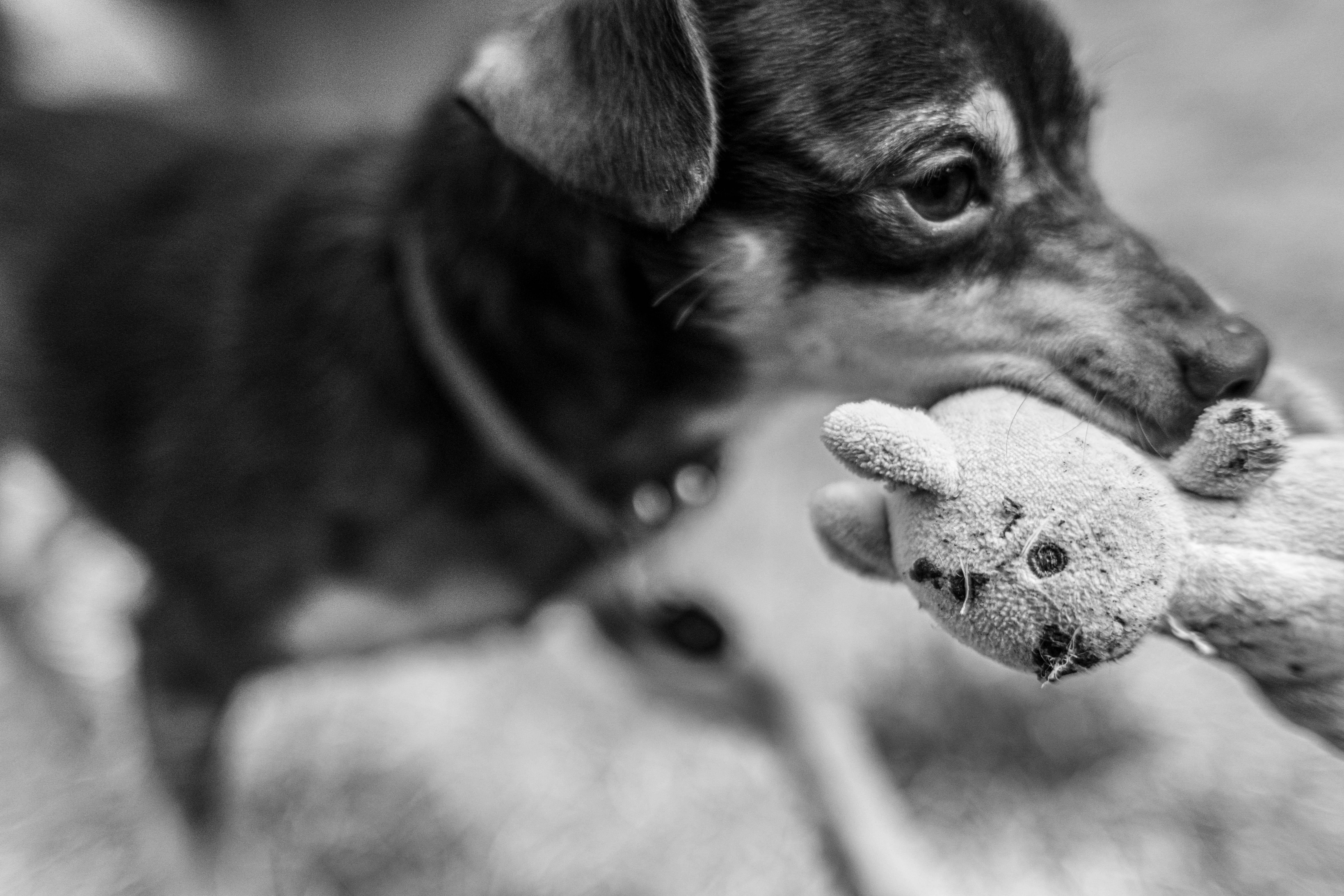 Enlarge Pinto, a Adoptable mixed breed in Santa Rosa, CA image 4/4