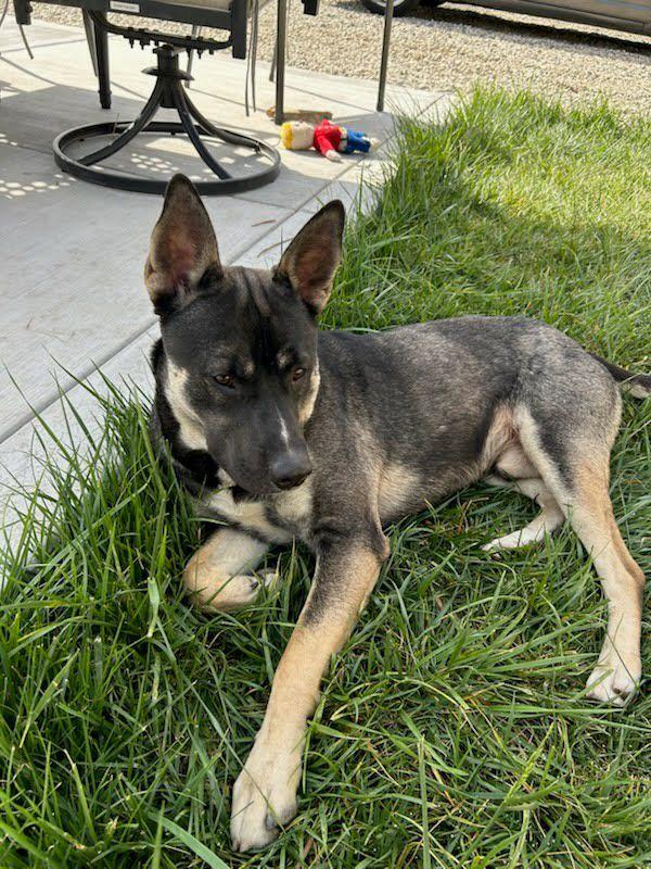 Enlarge Banda, a Adoptable mixed breed in Inglewood, CA image 2/6