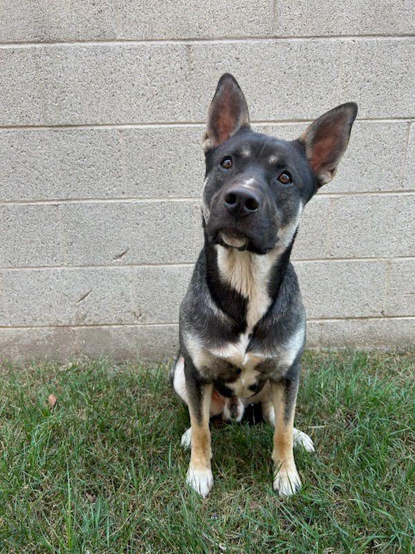 Banda, Adoptable, Adult Male Husky.