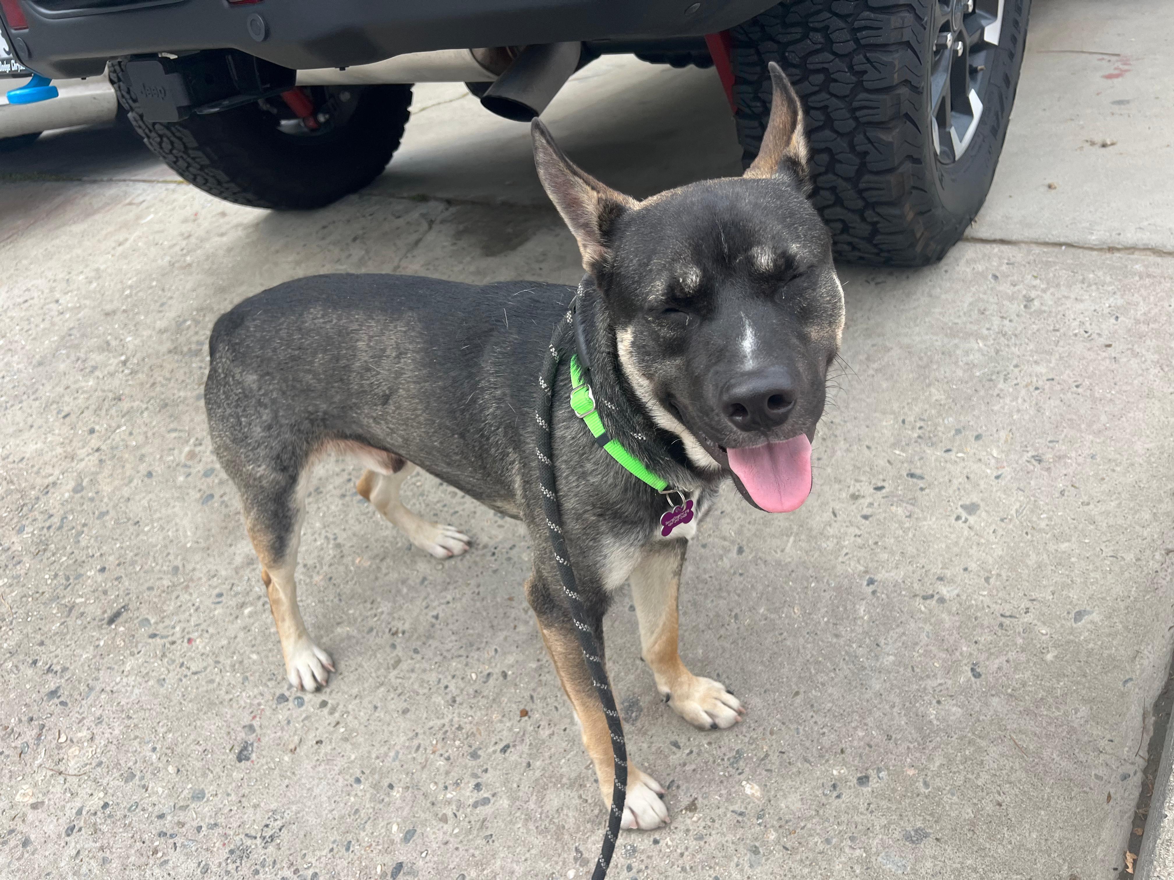 Enlarge Banda, a Adoptable mixed breed in Inglewood, CA image 5/6