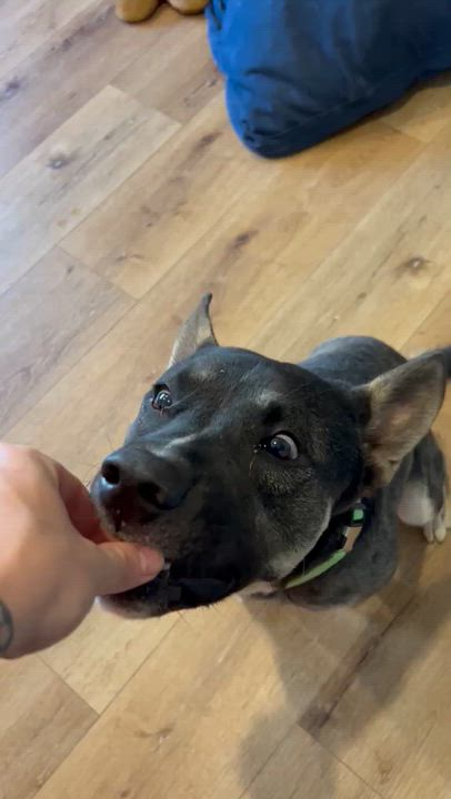 Enlarge Banda, a Adoptable mixed breed in Inglewood, CA video 3/6