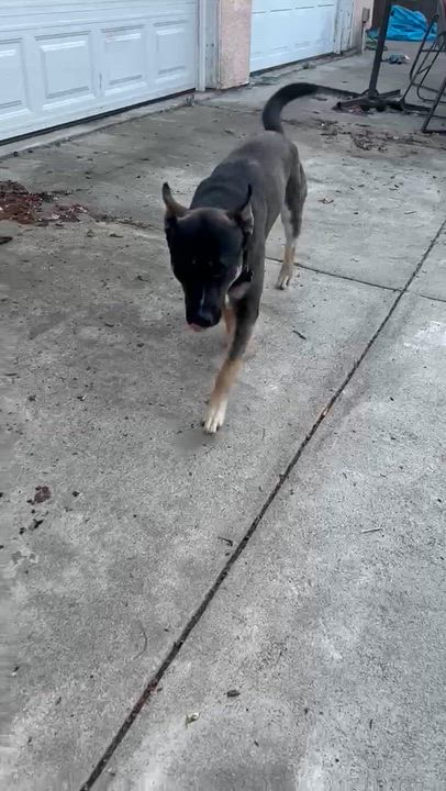 Enlarge Banda, a Adoptable mixed breed in Inglewood, CA video 6/6