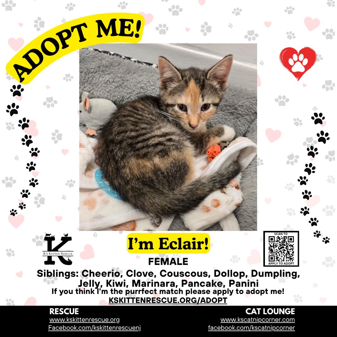 Eclair, ADOPTABLE, Kitten Female Domestic Short Hair.