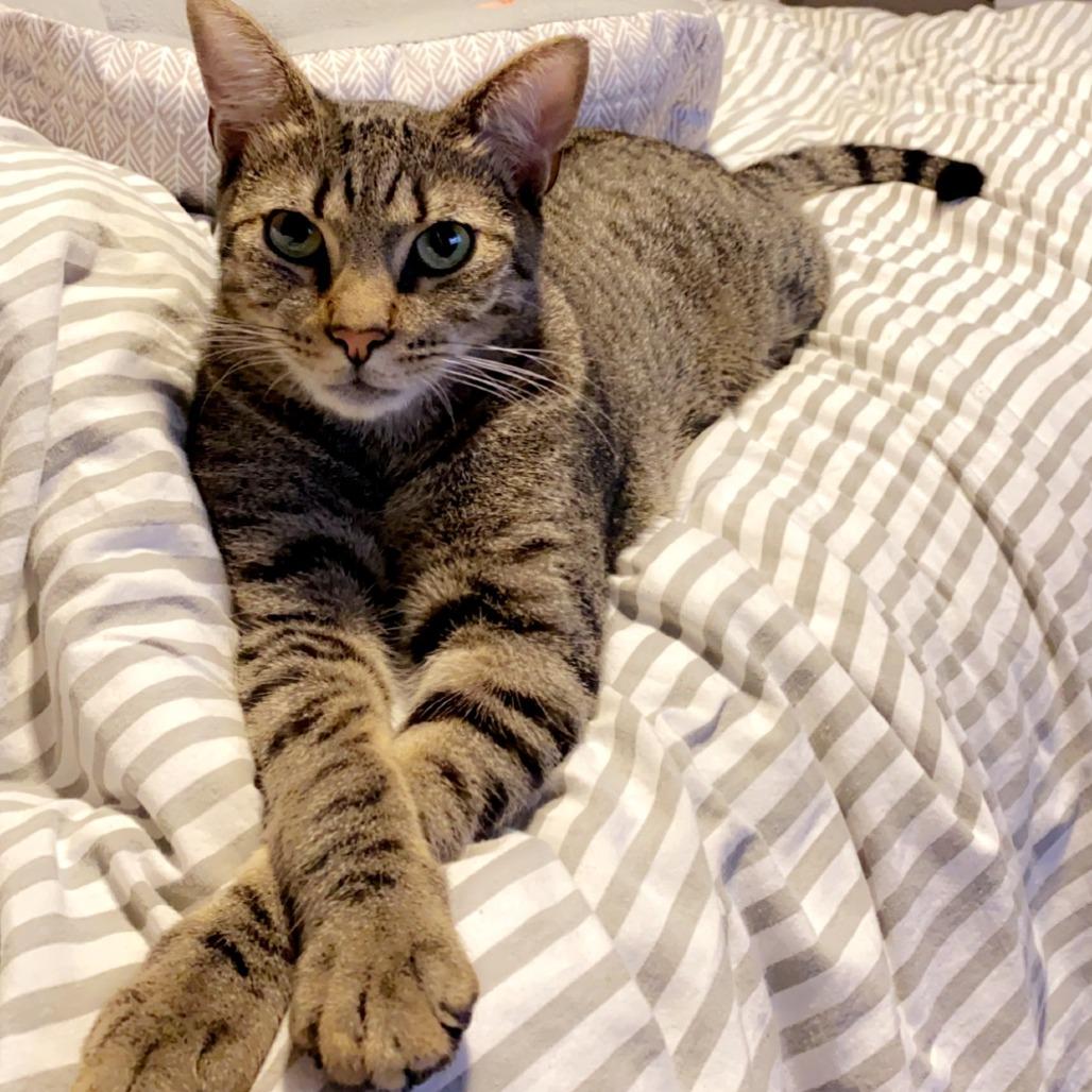 Zeus, Adoptable, Adult Male Domestic Short Hair.