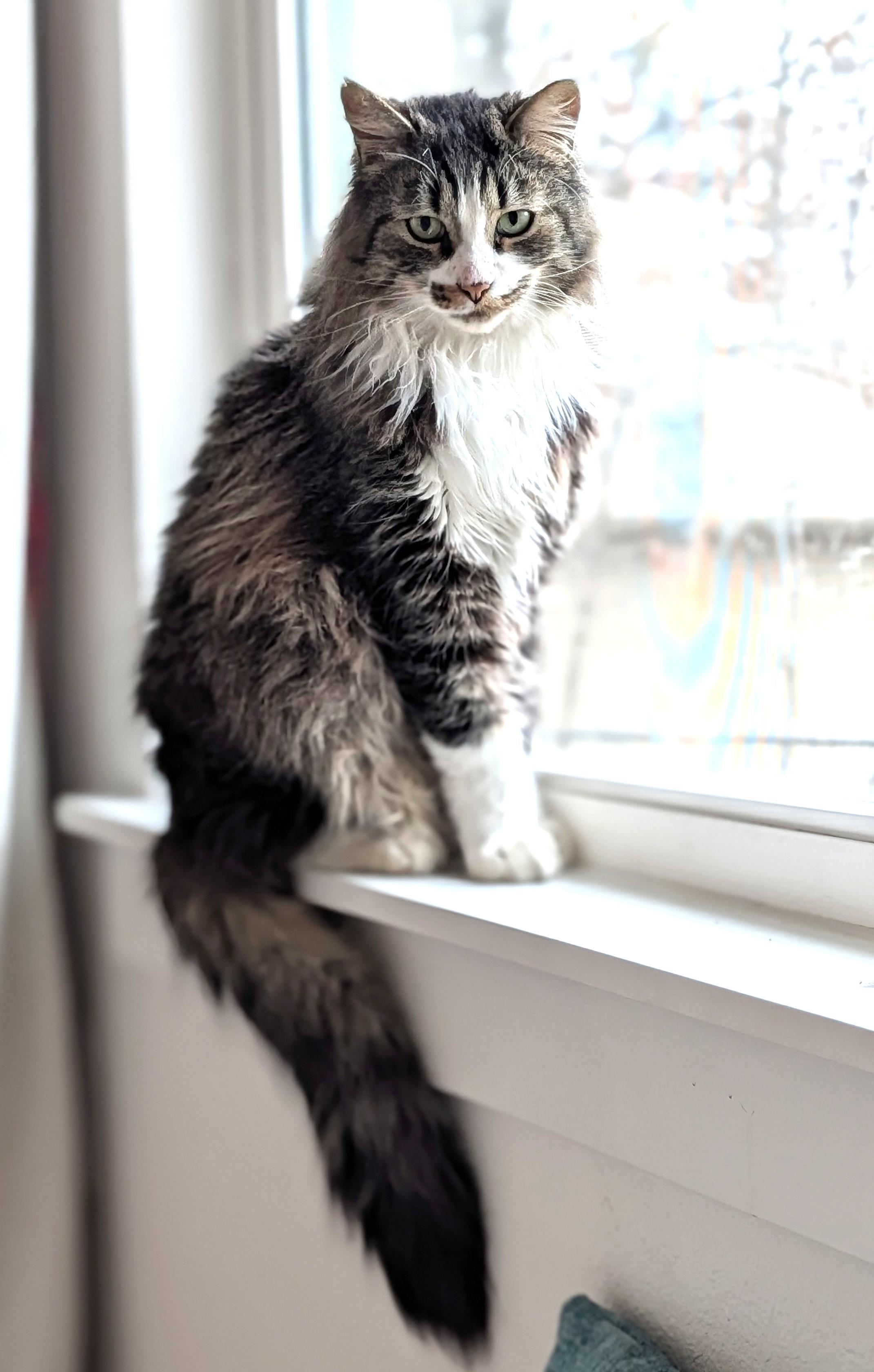 Scout, adopted, Adult Male Domestic Long Hair.